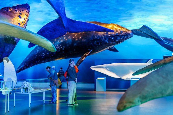 Whales of Iceland from Land and Sea - Warmth on the Water, Heated Indoors, and Sea Sickness Support