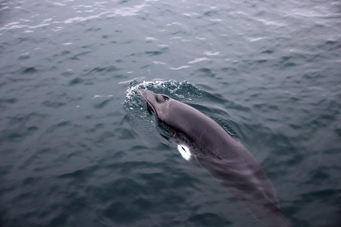 Whales of Iceland from Land and Sea - Whale Watching Reality Check: Hit-or-Miss, Not Hop-or-Head