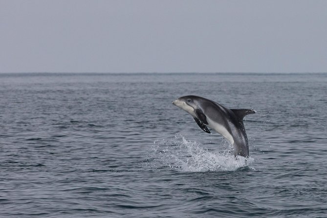 Whales of Iceland from Land and Sea - A Museum Stop That Actually Changes How You Watch