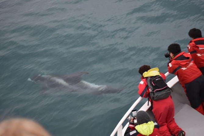 Winter Whale Watching and Northern Lights Cruise from Reykjavik - Key Highlights I’d Plan Around