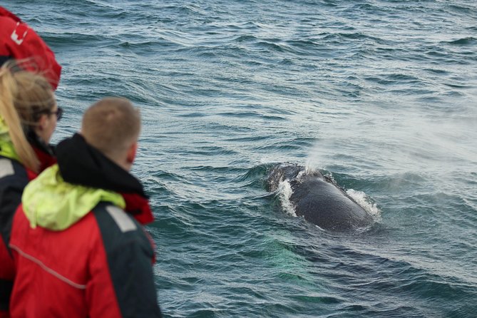 Winter Whale Watching and Northern Lights Cruise from Reykjavik - What You Get Onboard: Warm Gear, Commentary, and Photo Support