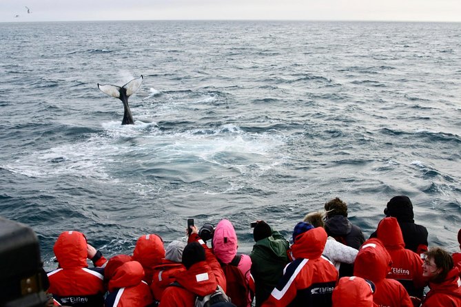 Winter Whale Watching and Northern Lights Cruise from Reykjavik - Value Check: Is $198 a Good Deal for This Package?