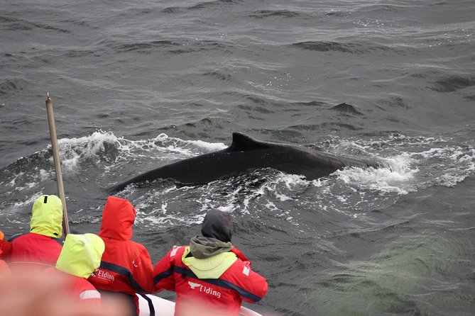 Winter Whale Watching and Northern Lights Cruise from Reykjavik - Logistics That Matter: Pickup Options and Timing Reality