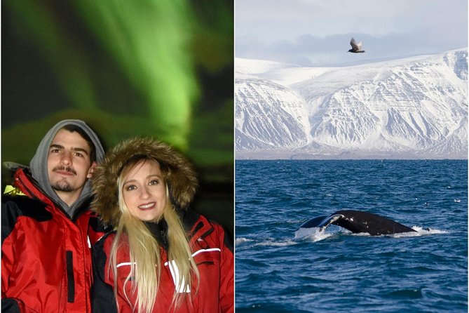 Winter Whale Watching and Northern Lights Cruise from Reykjavik - Your Afternoon: Classic Whale Watching on a Comfortable Ship